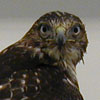 Clarice, a red-tailed hawk.